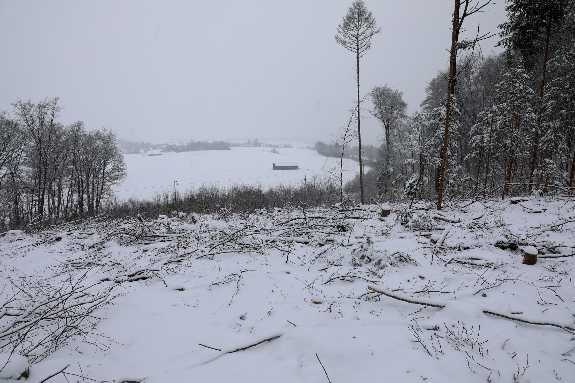 Kahlschlag Steinebach oberer Hang